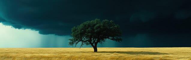 Oak tree standing alone in golden grass against a dark stormy sky photo