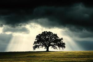 Majestic oak tree silhouetted against dramatic stormy sky in open field photo