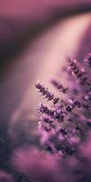 Lavender blooms glisten softly in evening light by a quiet pathway photo