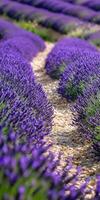 Lavender fields stretch along a winding gravel path under clear skies photo