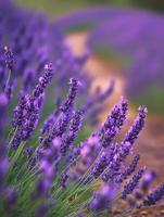 Lavender flowers sway gently in the breeze at a sunny garden path photo