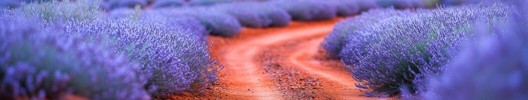 Lavender fields along a winding dirt path in the late afternoon sun photo