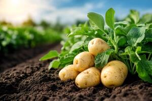 Fresh potatoes growing in a fertile field under sunlight photo