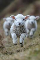 Lambs running and jumping in the meadow photo