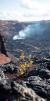 Resilient plant emerging from lava landscape near volcano in twilight photo