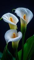 Three white calla lilies showing their pistils on a black background photo