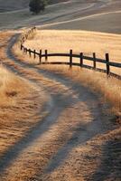 Dirt road winding through golden grass under soft afternoon light photo