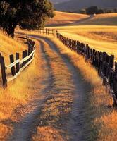 Winding dirt road through golden fields under warm afternoon light photo