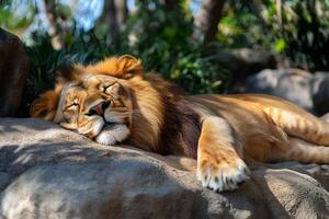 Majestic lion sleeping peacefully on rock in natural habitat photo
