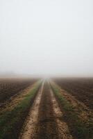 Dirt road disappearing into foggy fields at dawn in a rural setting photo