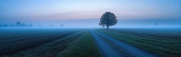 Dirt road leading through misty fields at dawn with lone tree photo