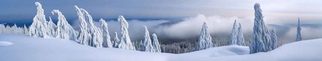 Snow-covered forest with frosted trees photo