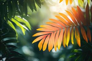 Tropical palm leaf shining in the sunlight, creating a vibrant green and yellow pattern ... photo