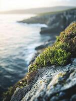 Lush moss growing on rocky coastal cliffs photo