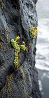 A rock with moss growing on it near the ocean photo