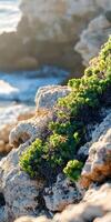 A plant growing on the rocks near the ocean photo