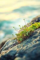 A small plant growing on a rock by the ocean photo