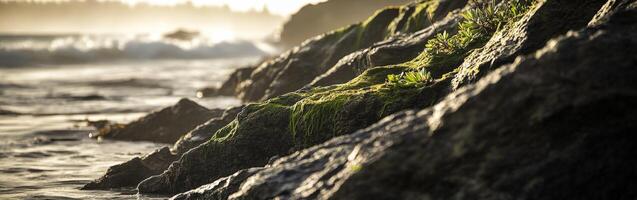 A rocky shoreline with moss growing on it photo