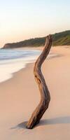 Driftwood stands tall on serene beach photo