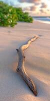 A driftwood branch on the beach at sunset photo
