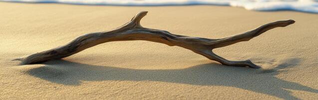 Driftwood lying on sandy shore during sunset photo