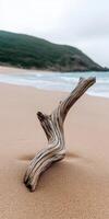 Driftwood on sandy beach at coastline photo