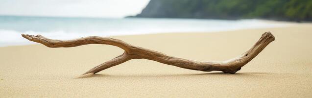 Driftwood resting on a sandy beach photo