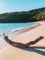 Driftwood on the beach in the tropical island of bahamas photo