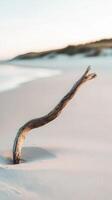 Driftwood rising from sandy shore photo