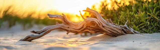 Sunlit driftwood rests on sandy beach photo