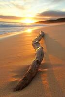 Sunset over the sandy beach with driftwood photo