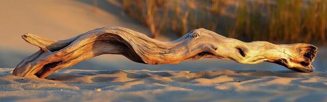 Twisted driftwood on sandy beach shore photo
