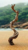 A spiral of wood on the beach photo
