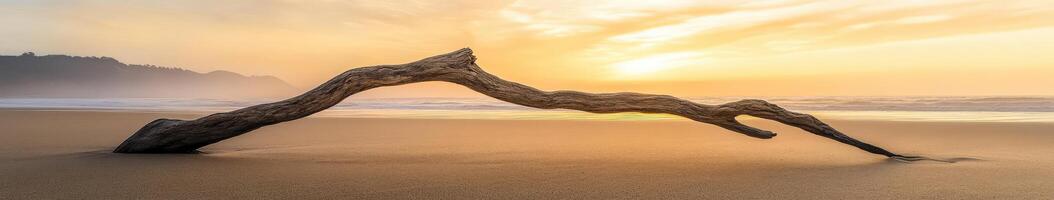Driftwood stretching across the sandy beach photo