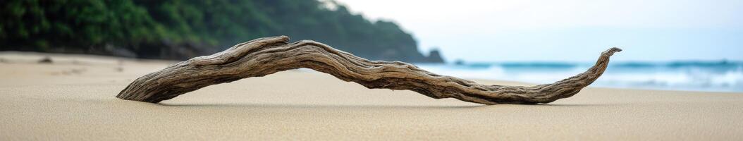 Driftwood on the beach by the ocean photo