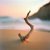 Driftwood stands on sandy beach at sunset photo
