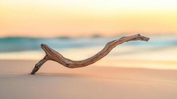 Driftwood on the beach at sunset photo
