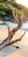 A driftwood branch on the beach photo