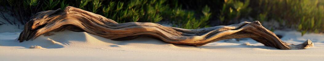 A driftwood log laying on the sand photo
