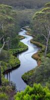 A river runs through a lush green forest photo