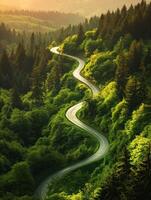 Winding road through lush green forest photo