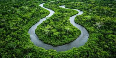 Amazon River winding through lush rainforest photo