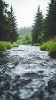 Tranquil stream flowing through lush forest photo
