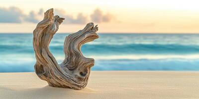 Weathered driftwood on sandy beach at sunset photo