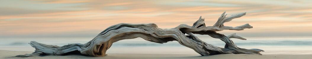 Coastal driftwood at sunset by the sea photo