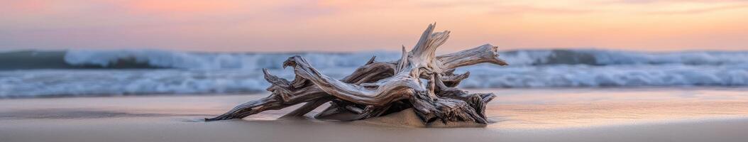 Weathered driftwood rests on sandy beach photo