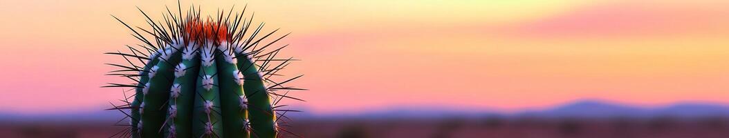 Sunset view of a cactus in desert landscape photo