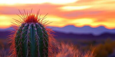 Cactus silhouetted against a vibrant sunset photo