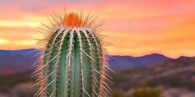 A cactus plant with a red tip at sunset photo