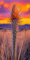 Beautiful cactus stands tall at sunset photo